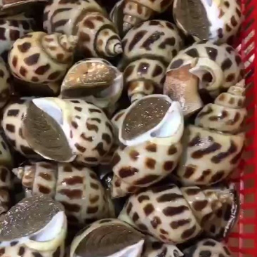 大花螺