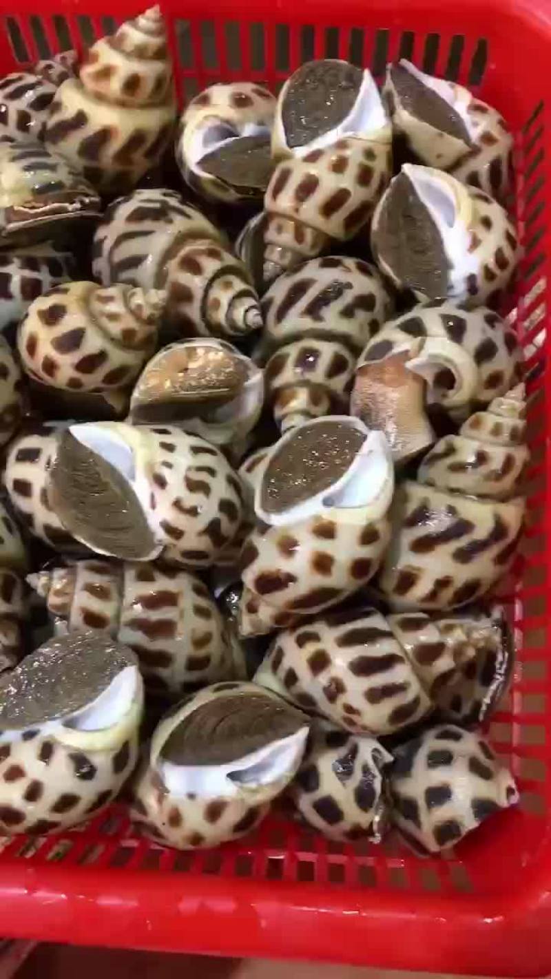 大花螺