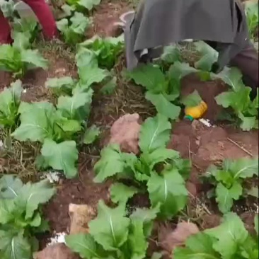 早期儿菜
