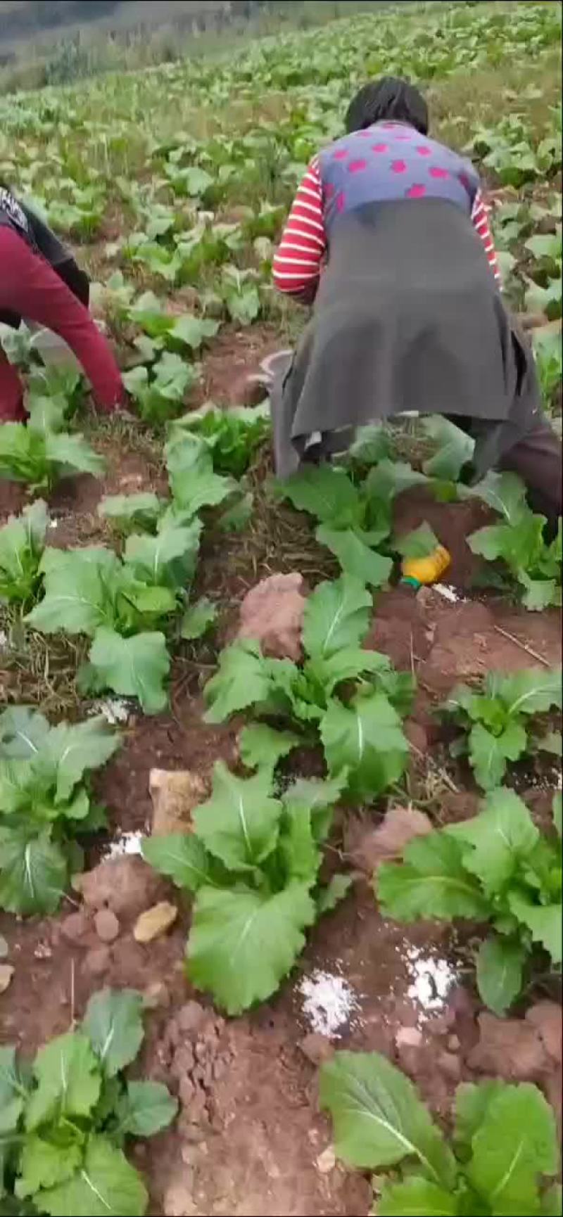 早期儿菜