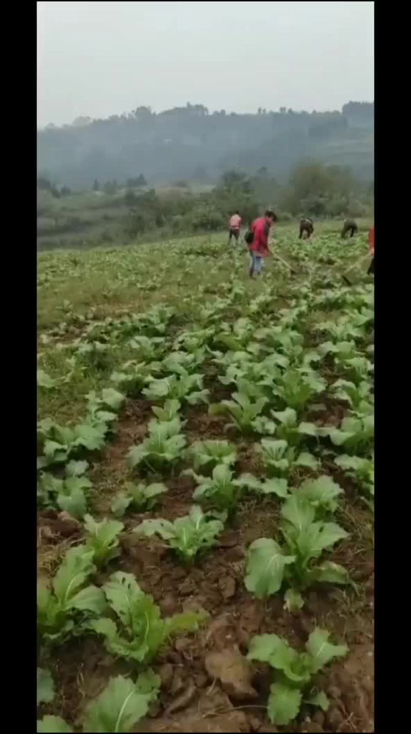 早期儿菜