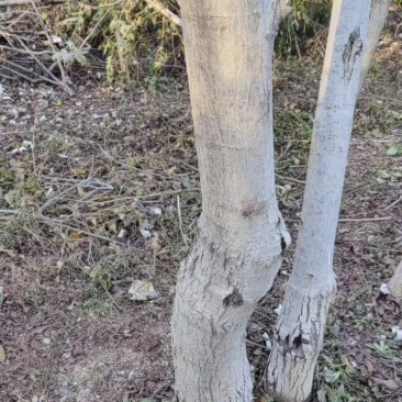 核桃树苗，已嫁接麻核桃，改品种的自己再去嫁接