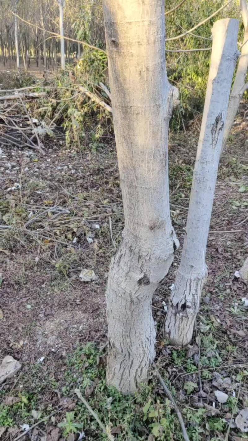 核桃树苗，已嫁接麻核桃，改品种的自己再去嫁接