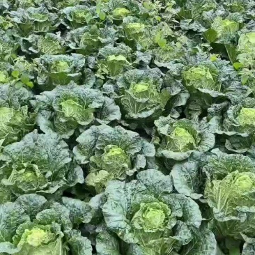 大白菜