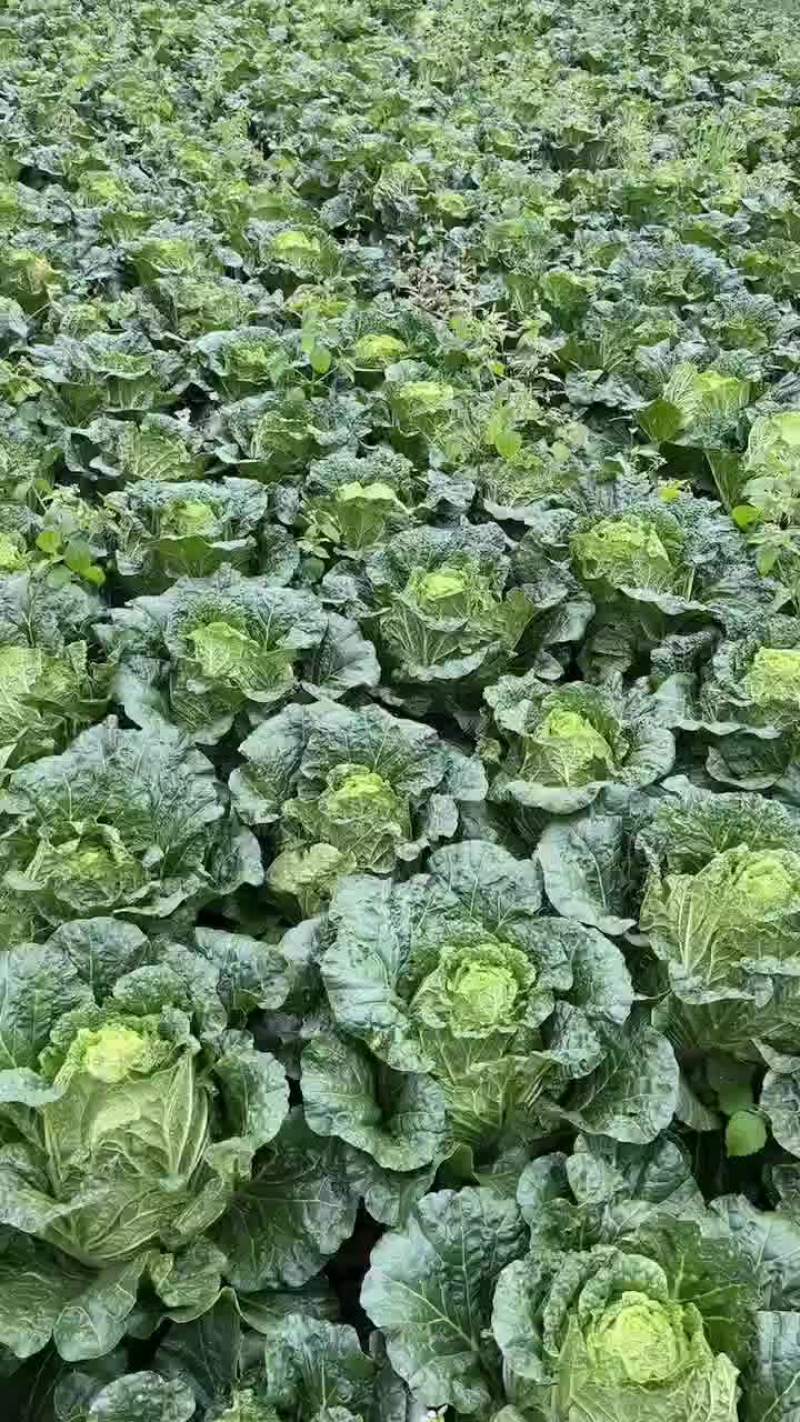 大白菜