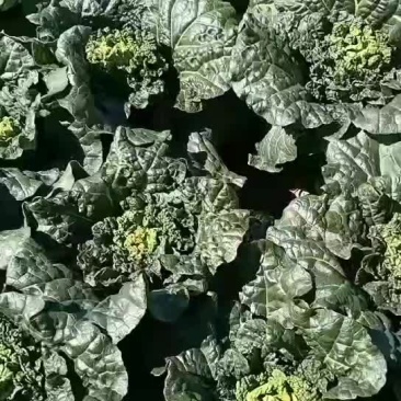 麻叶菜