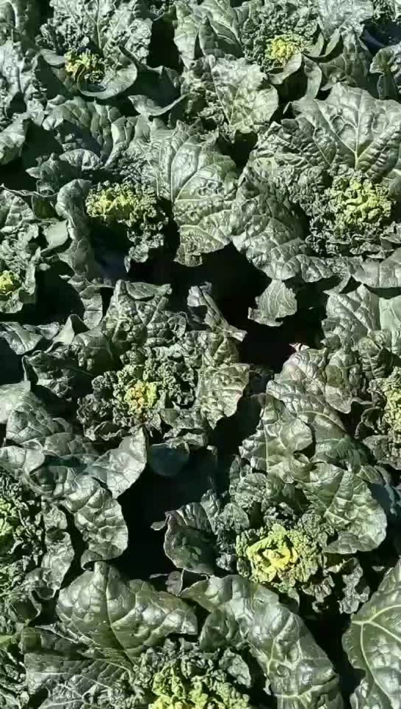 麻叶菜