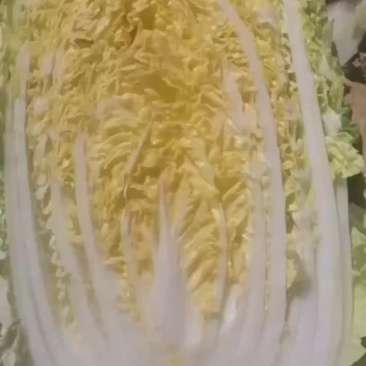 精品辽宁秋白菜大量供应各大市场超市一次合作终身朋友