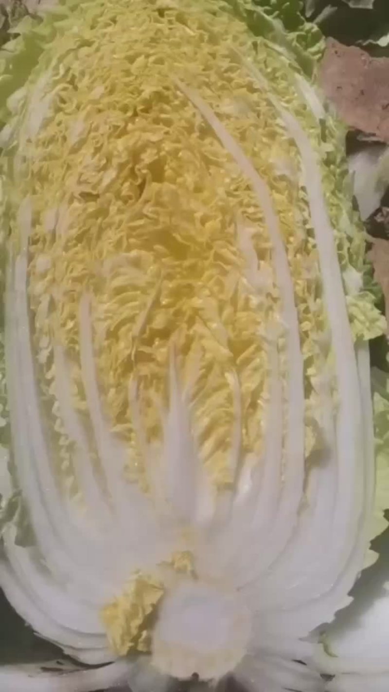 精品辽宁秋白菜大量供应各大市场超市一次合作终身朋友