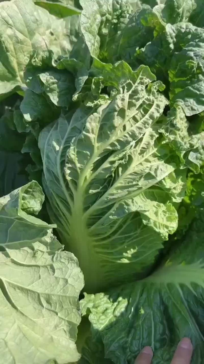 精品辽宁秋白菜大量供应各大市场超市一次合作终身朋友