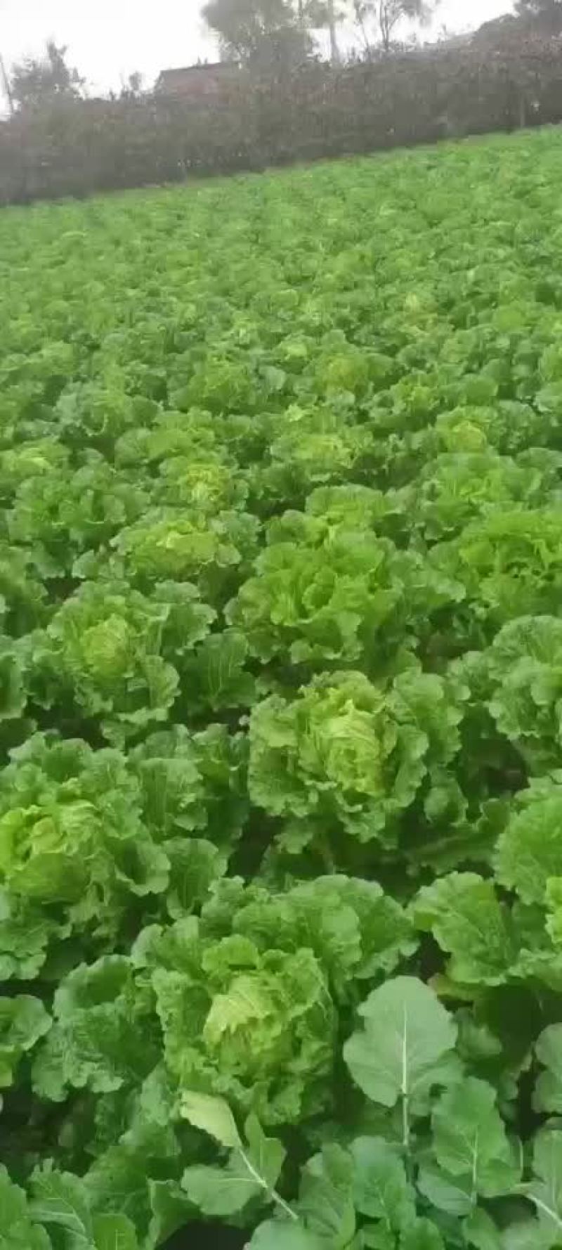 精品辽宁秋白菜大量供应各大市场超市一次合作终身朋友