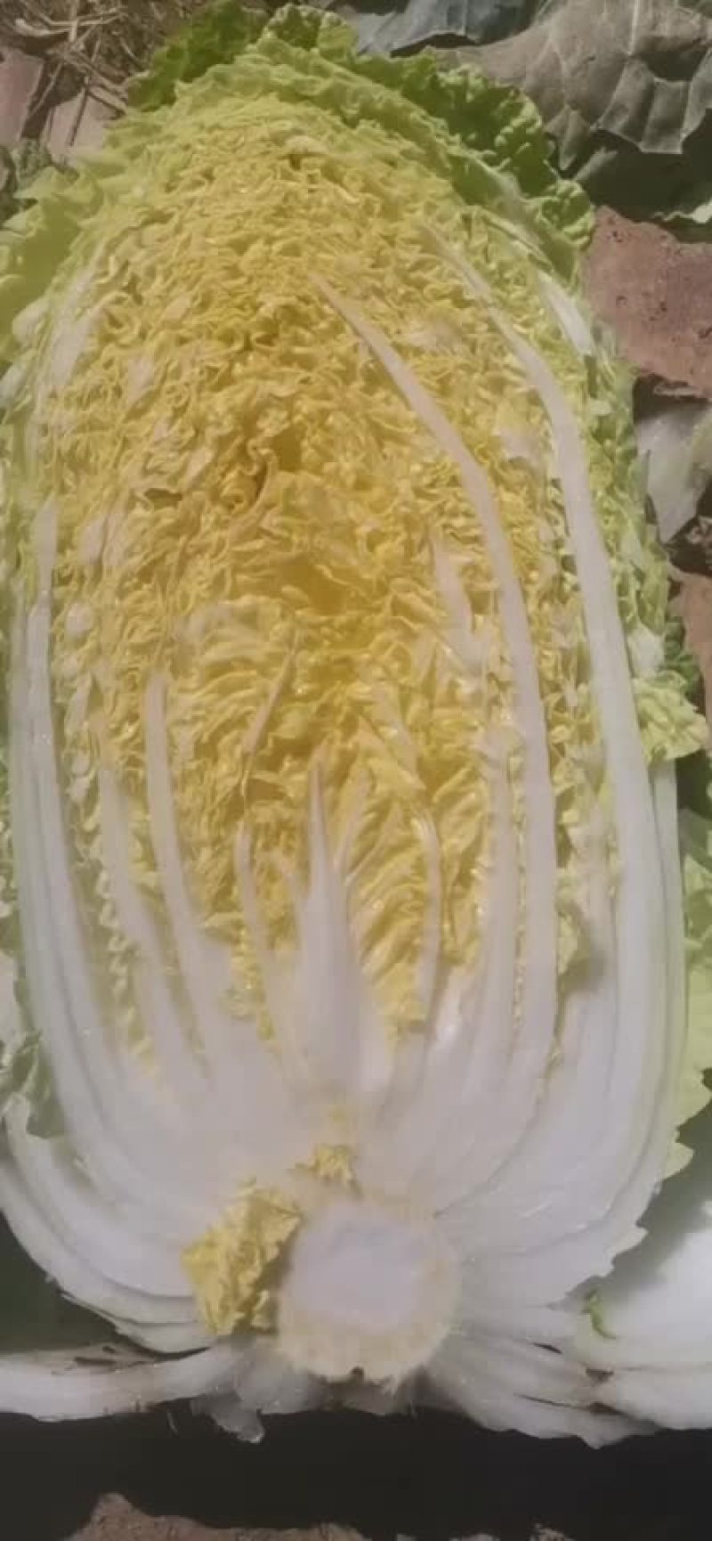 精品辽宁秋白菜大量供应各大市场超市一次合作终身朋友