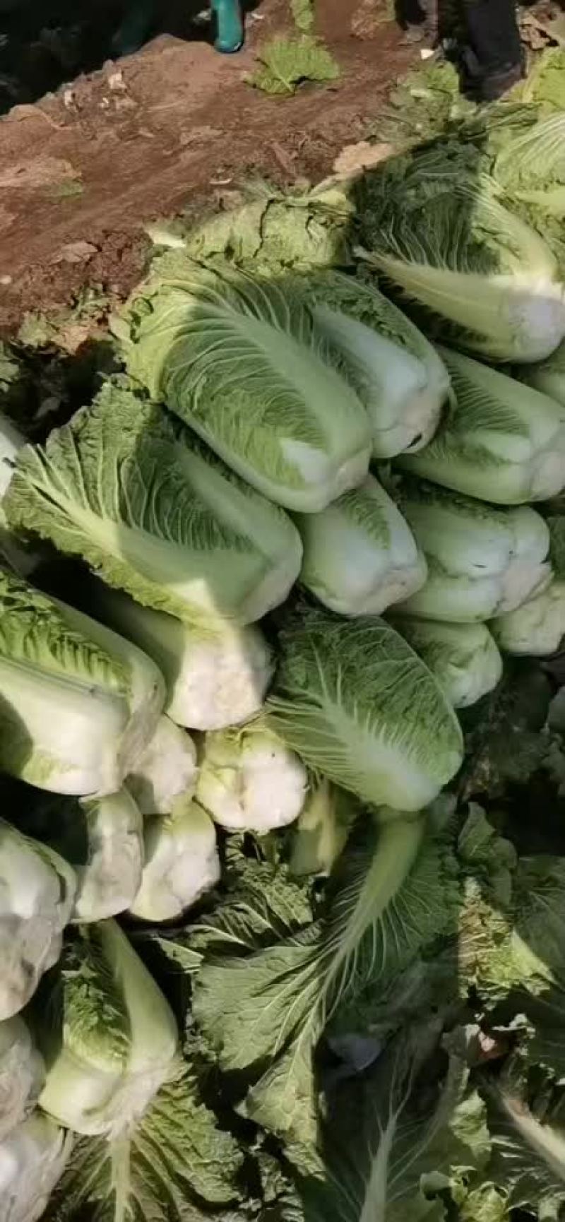 精品辽宁秋白菜大量供应各大市场超市一次合作终身朋友
