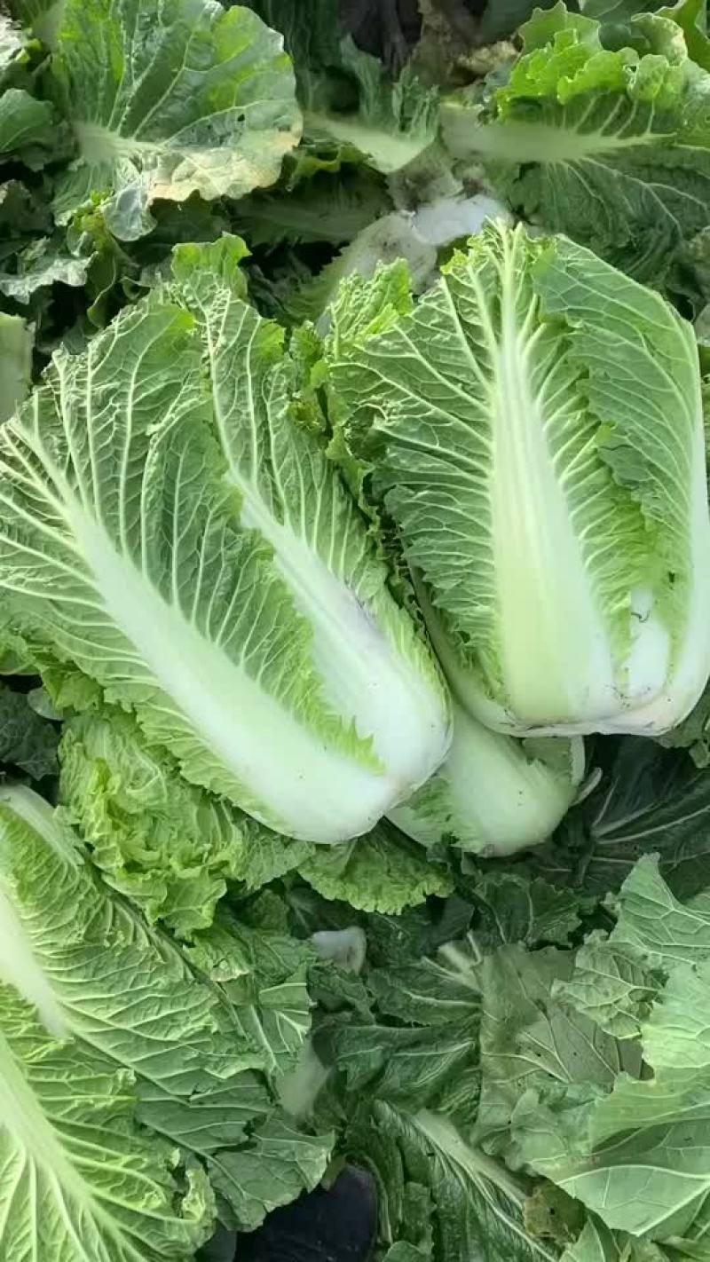 精品辽宁秋白菜大量供应各大市场超市一次合作终身朋友