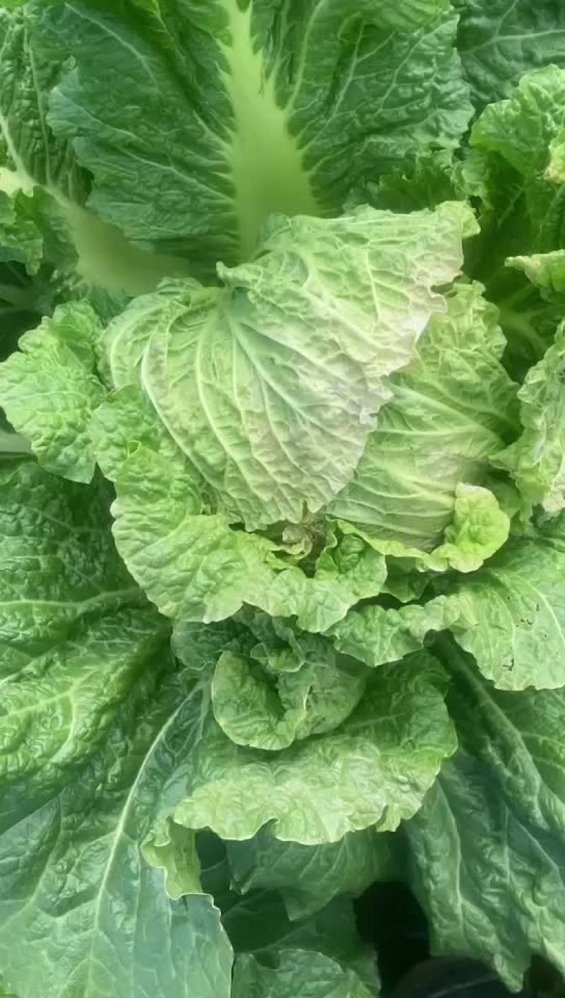 精品辽宁秋白菜大量供应各大市场超市一次合作终身朋友