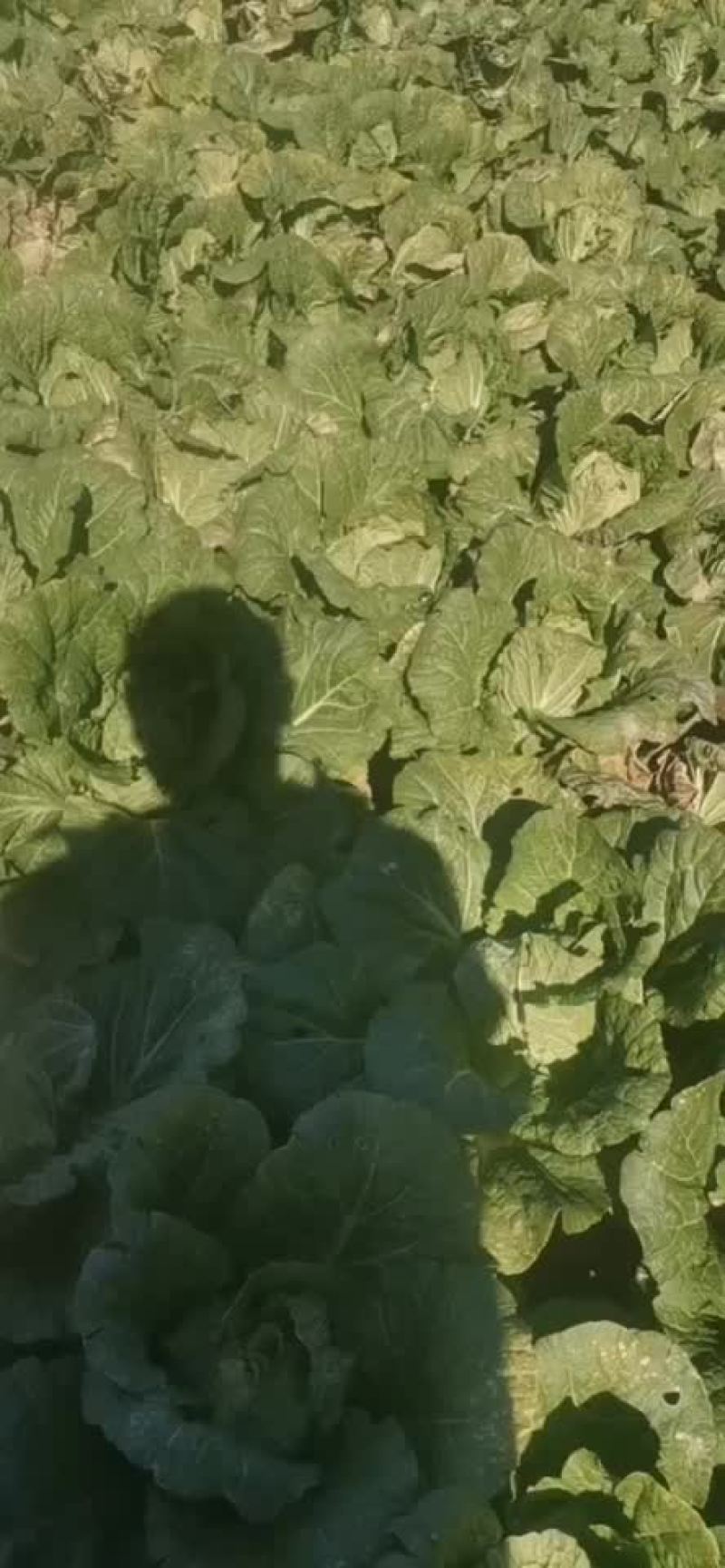 精品辽宁秋白菜大量供应各大市场超市一次合作终身朋友