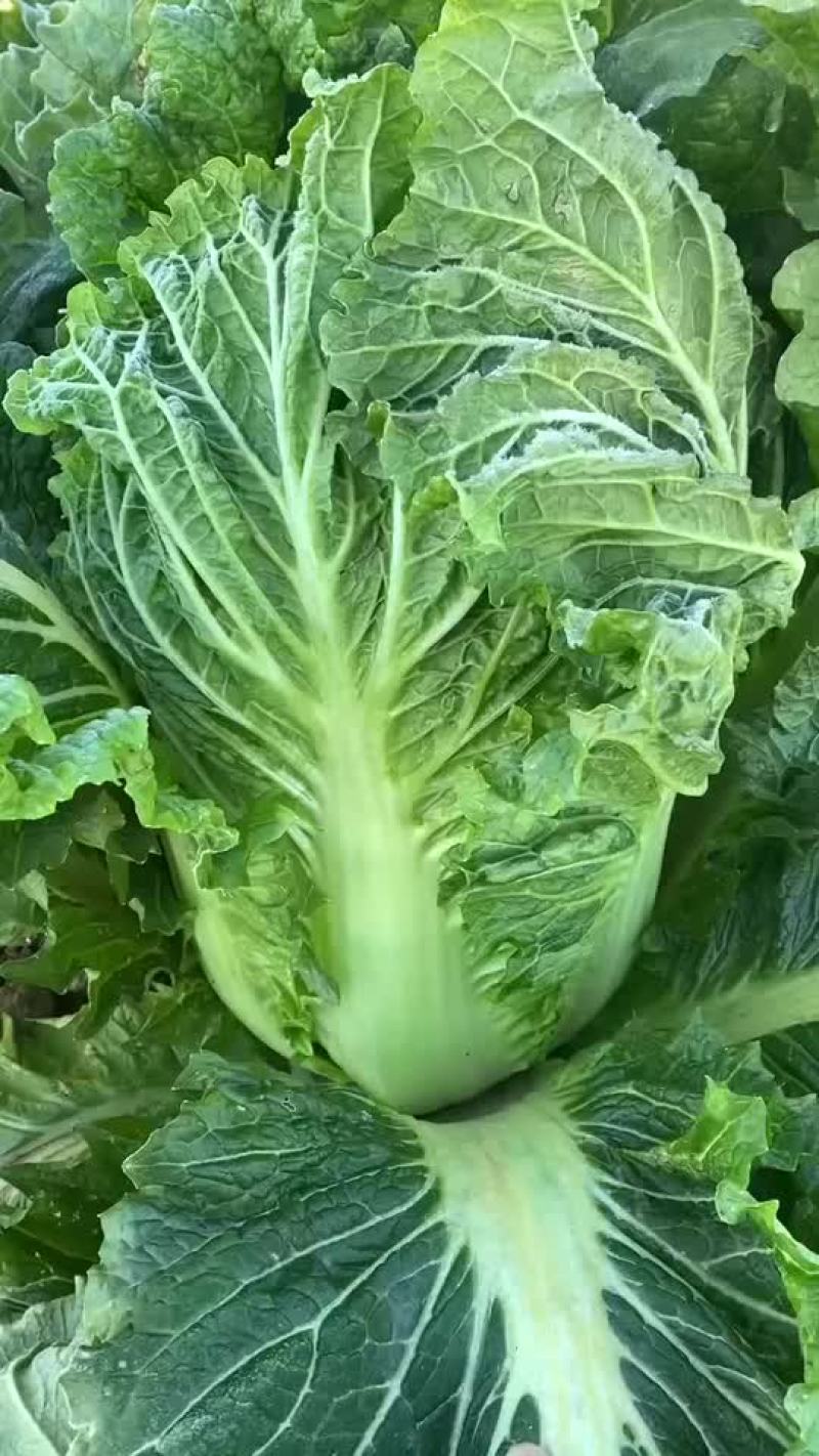 精品辽宁秋白菜大量供应各大市场超市一次合作终身朋友