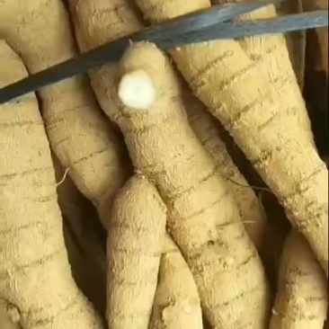 新山头小叶牛大力开挖，黄皮无根须无次牛。小叶统货牛大力