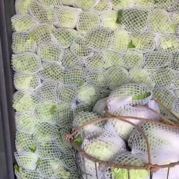 云南大白菜，夏阳白。全面供应