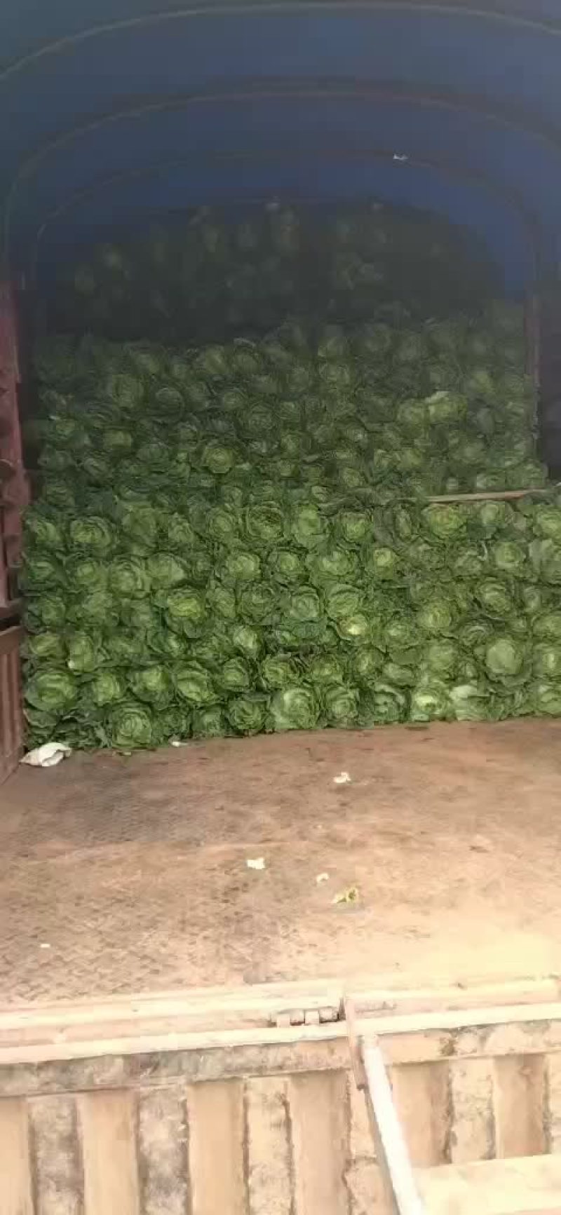 云南大白菜，夏阳白。全面供应