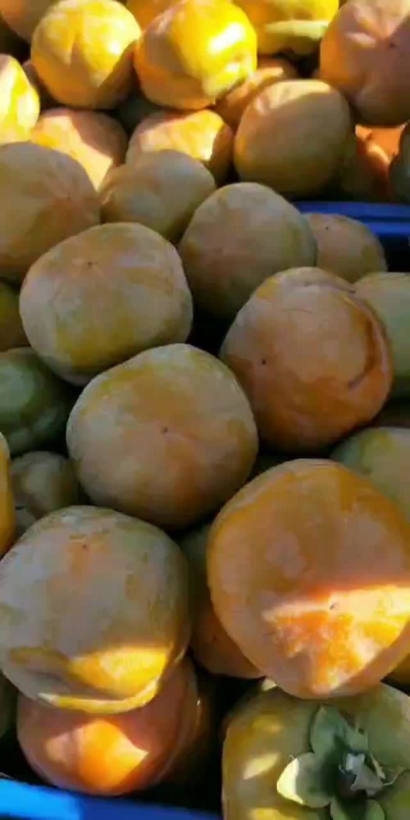 磨盘柿大量上市