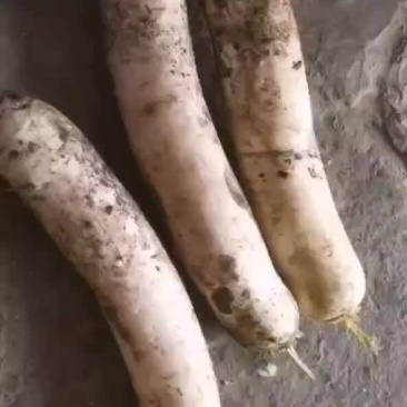 白萝卜