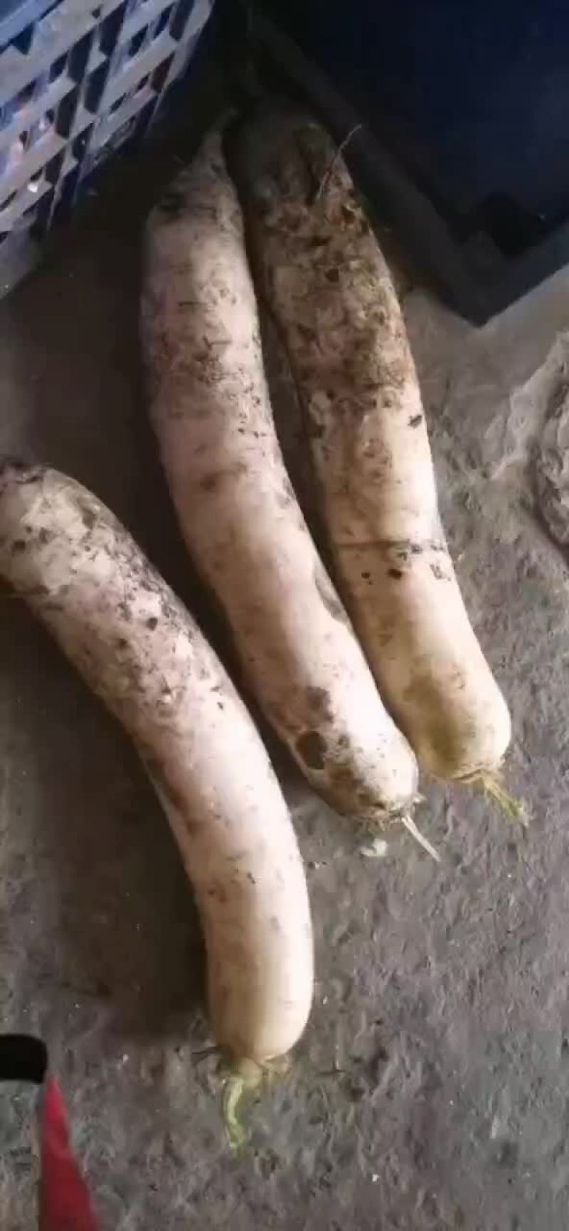白萝卜