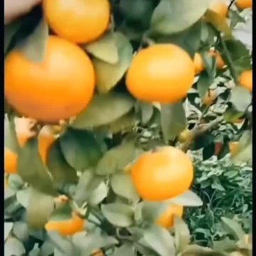 金秋沙糖桔