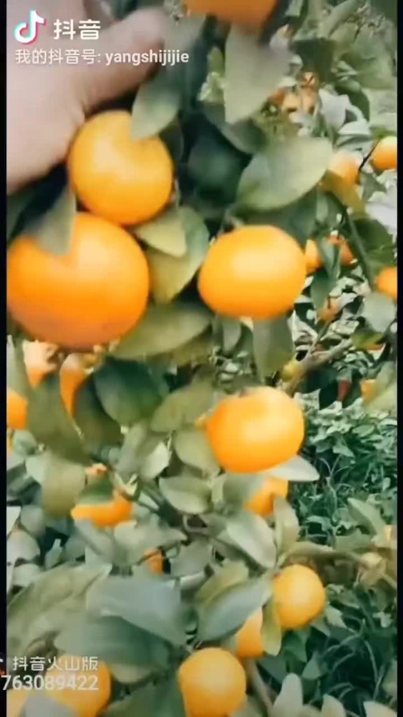 金秋沙糖桔