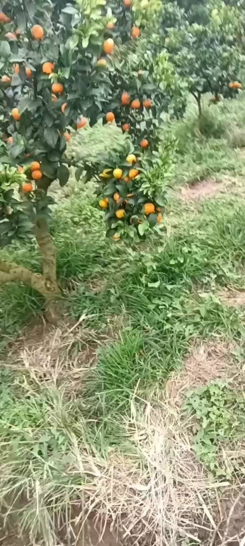金秋沙糖桔