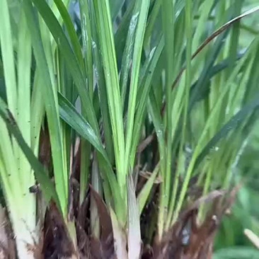盆景花苞兰花