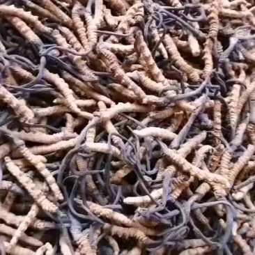 虫草