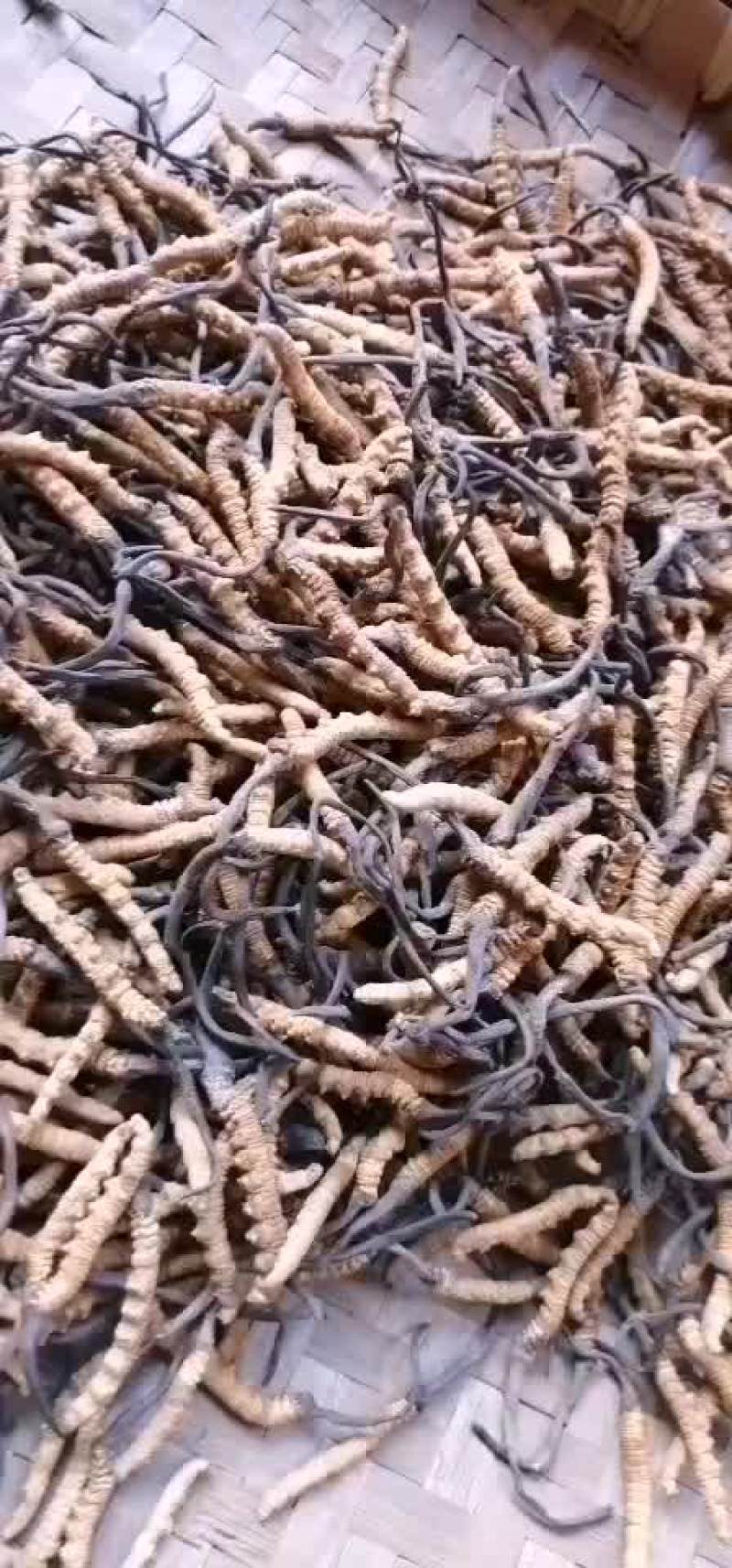 虫草