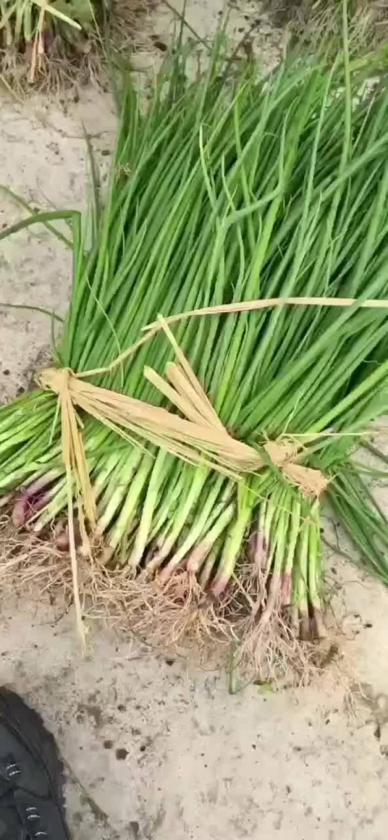 洋葱苗