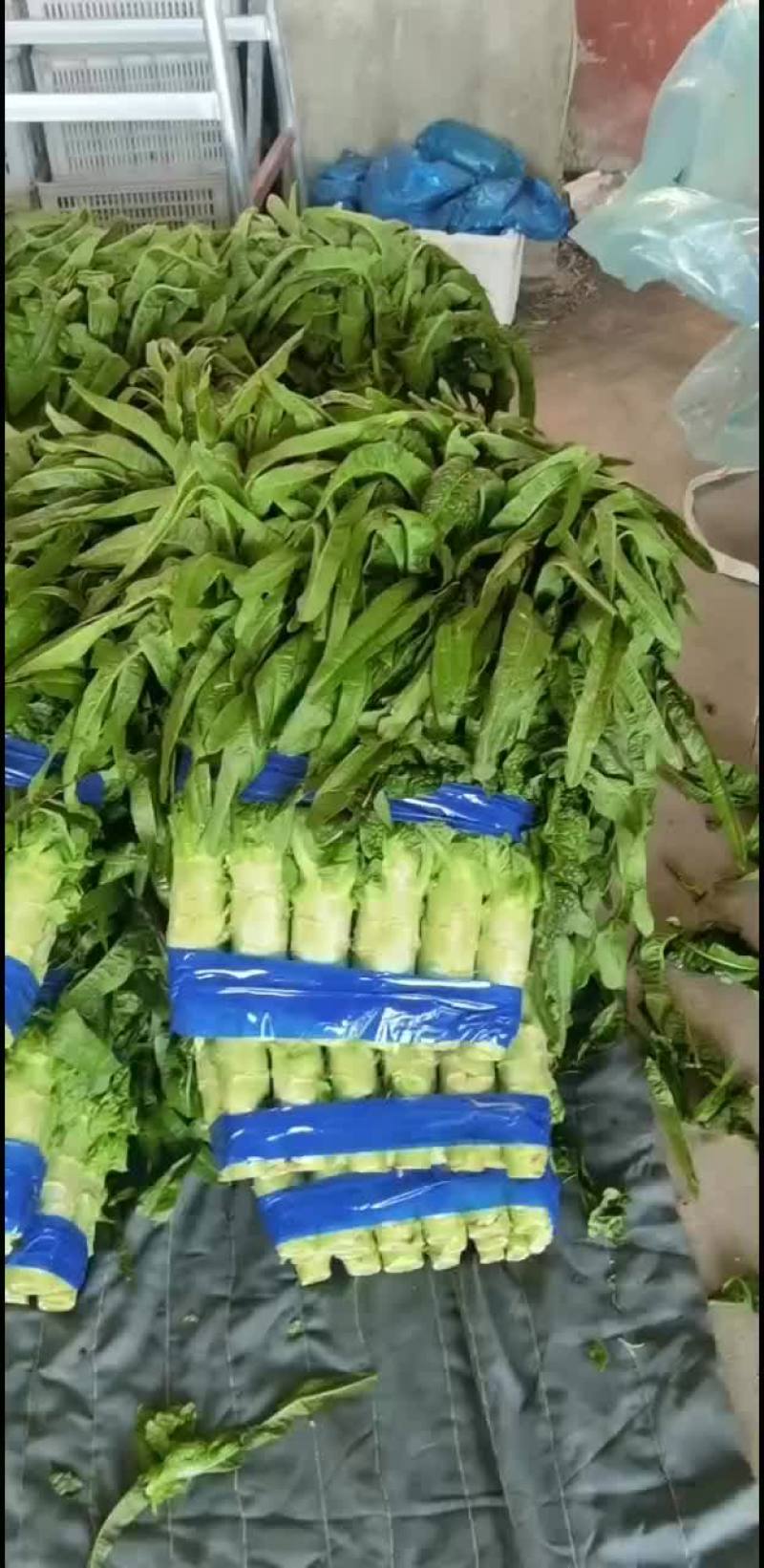 山东三青莴笋大量供应，对接电商，各大批发市场。超市