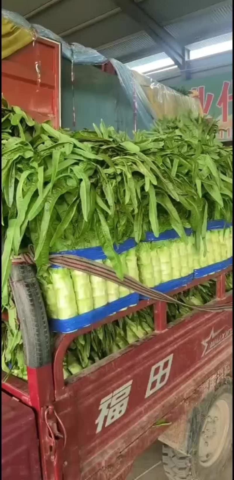 山东三青莴笋大量供应，对接电商，各大批发市场。超市