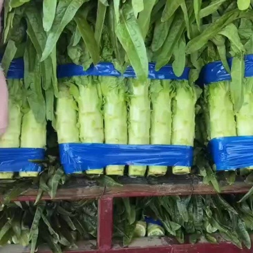 山东三青莴笋大量供应，对接电商，各大批发市场。超市