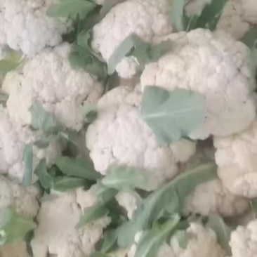 精品菜花大量上市中