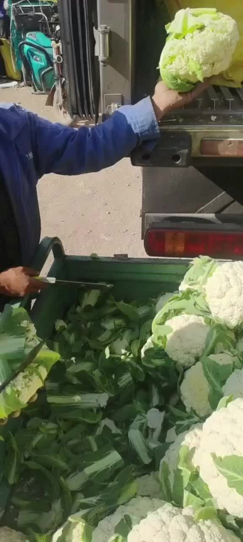 兰州精品散花，根小，花白