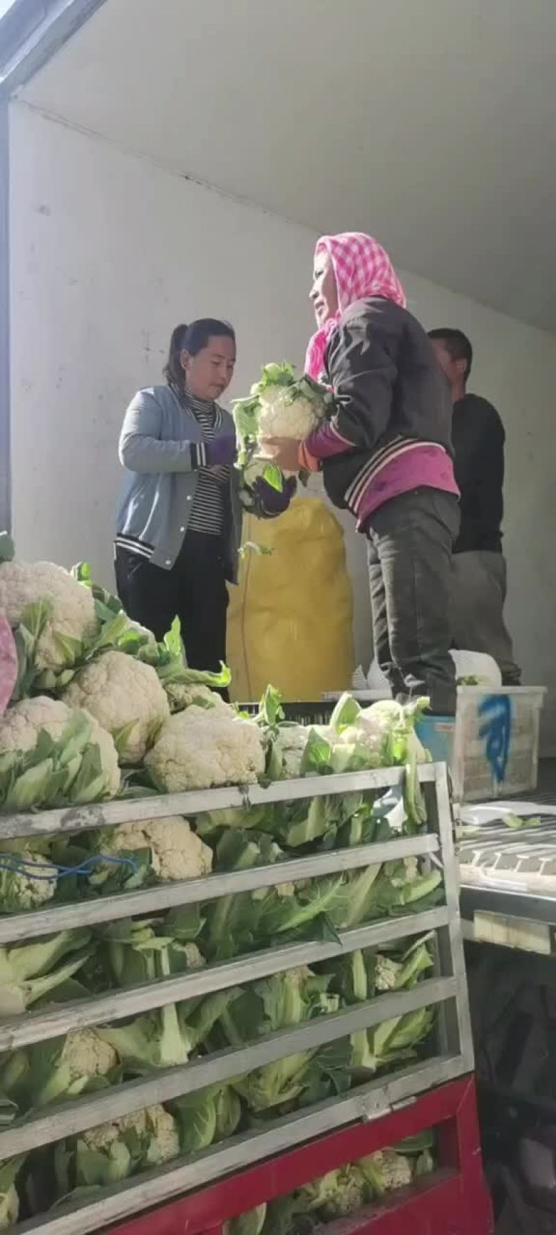 兰州精品散花，根小，花白