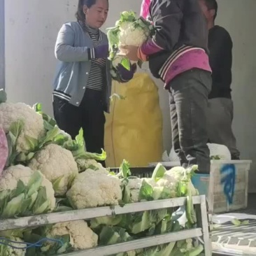 兰州精品散花，根小，花白