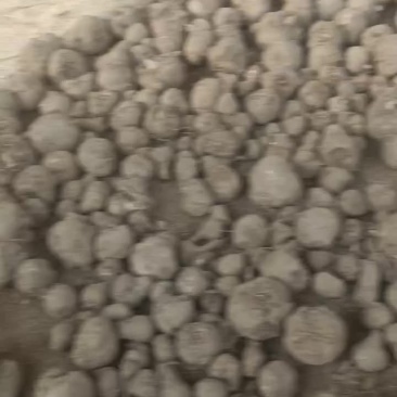 魔芋种子，管理的好可以长到十几二十斤