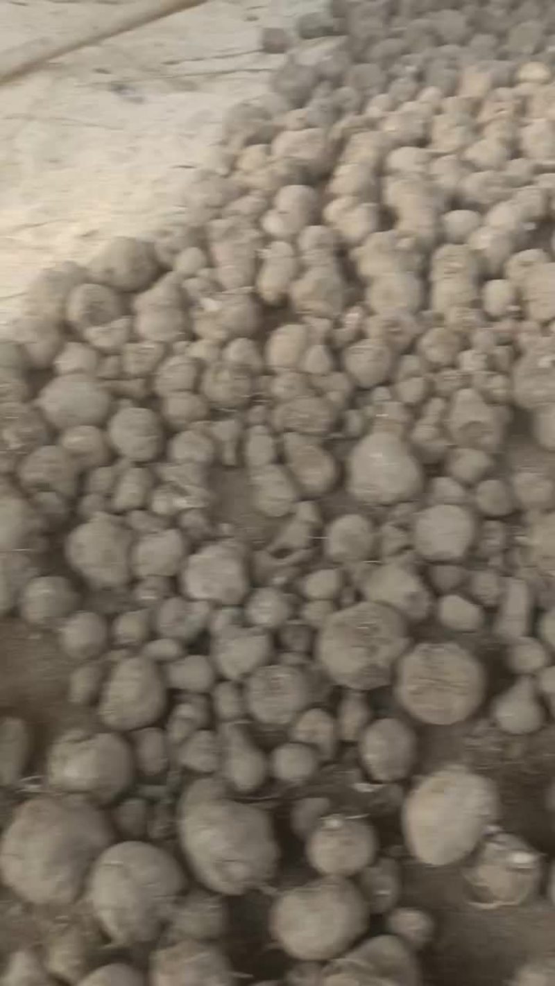 魔芋种子，管理的好可以长到十几二十斤