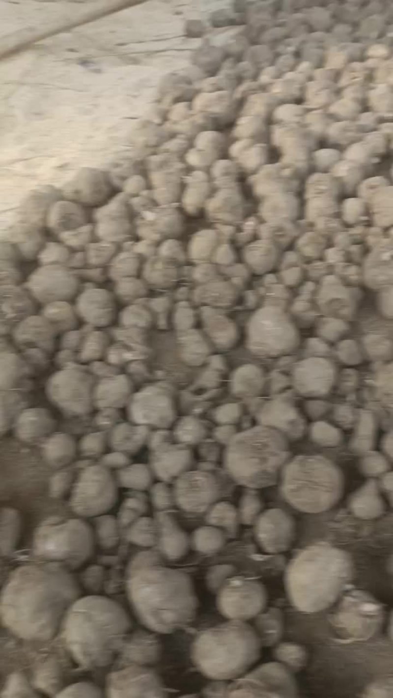 魔芋种子，管理的好可以长到十几二十斤