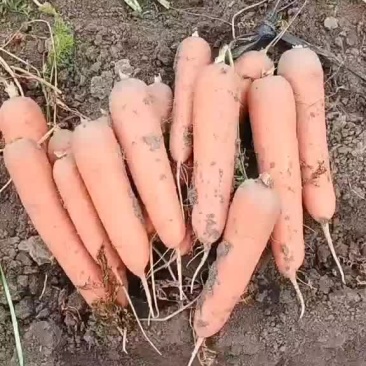 胡萝卜