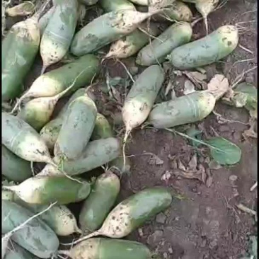 水果萝卜