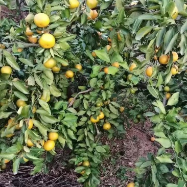宜昌无核薄皮蜜橘