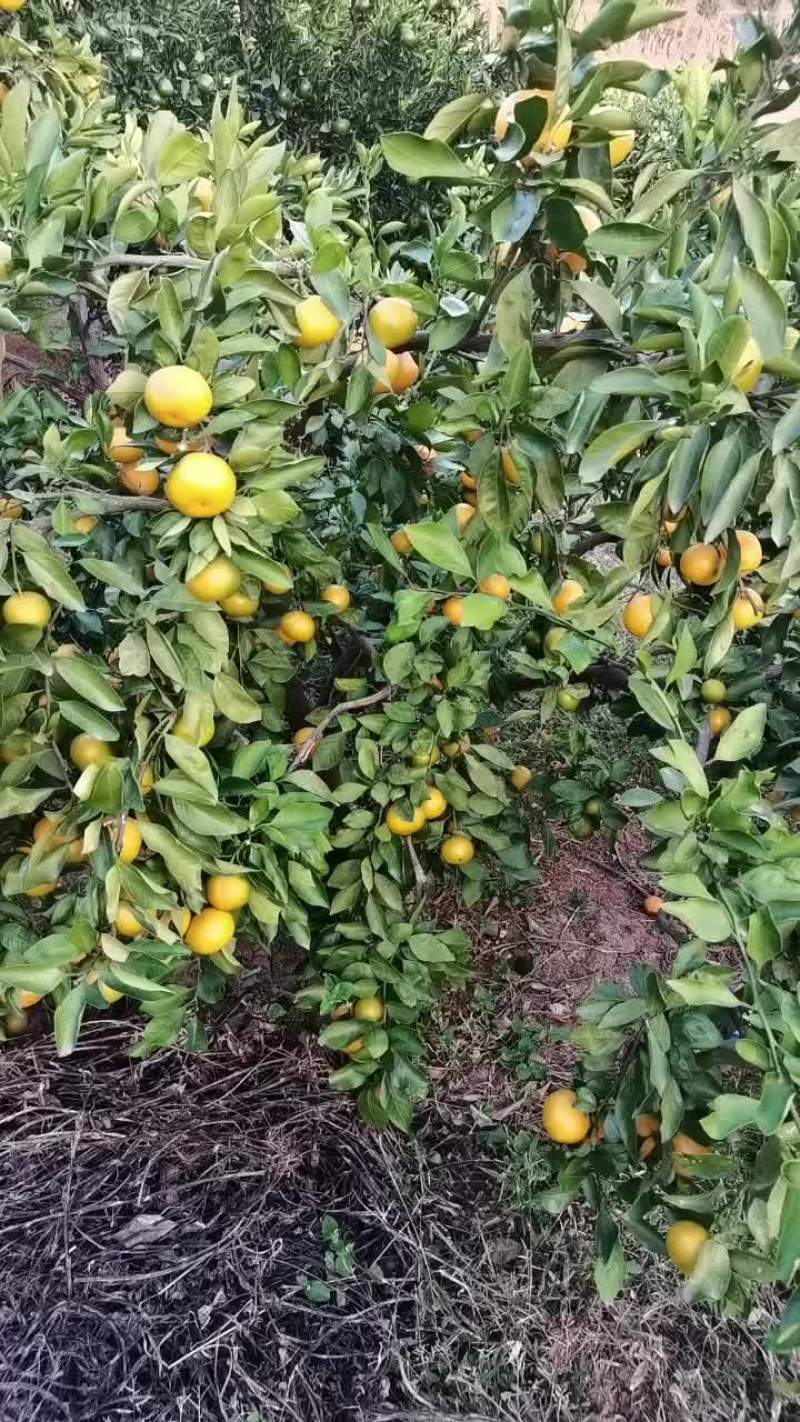 宜昌无核薄皮蜜橘