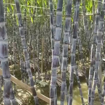 特亮甘庶，清甜爽口，欢迎各界老板前来订购