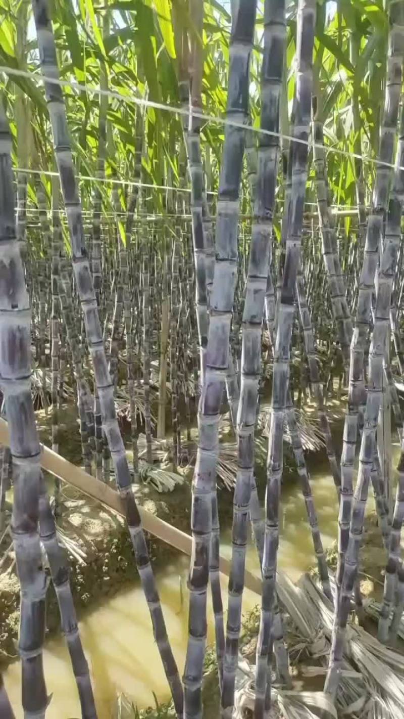 特亮甘庶，清甜爽口，欢迎各界老板前来订购